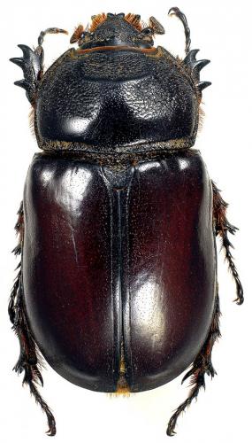 Réf. 96 241 : Oryctes amberiensis pauliani
