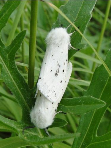 Réf. 96 685 : Spilosoma lubricipeda