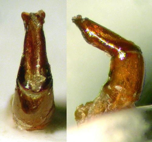 Arachnodes robinsoni