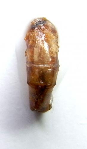 Anomala hamuliphalla
