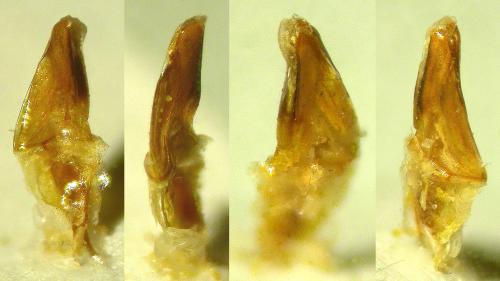 Arachnodes sp.