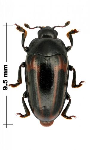 Aulacochilus sp.