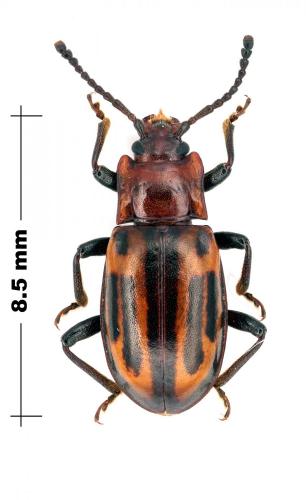 Indalmus sp.