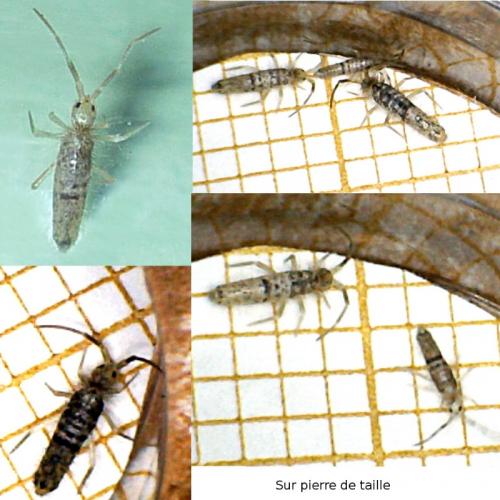 Réf. 96 319 : Seira domestica
