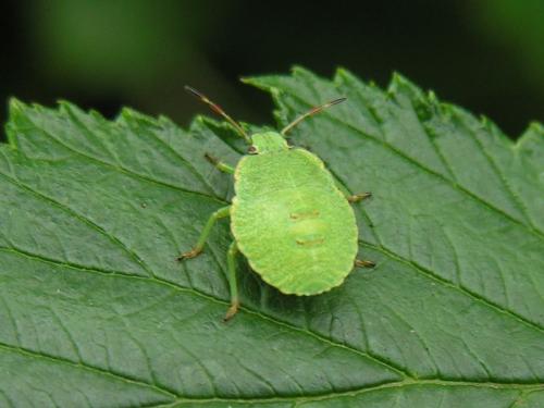 Palomena prasina