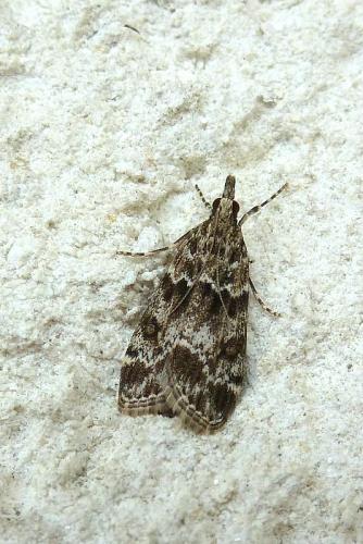 Eudonia mercurella