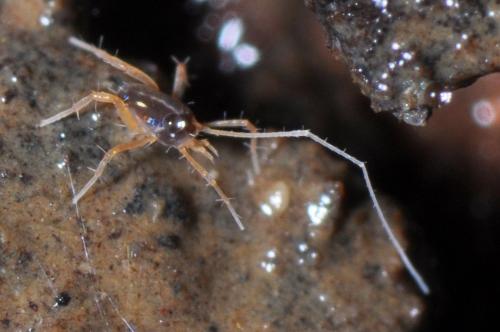 Réf. 96 433 : Linopodes sp.