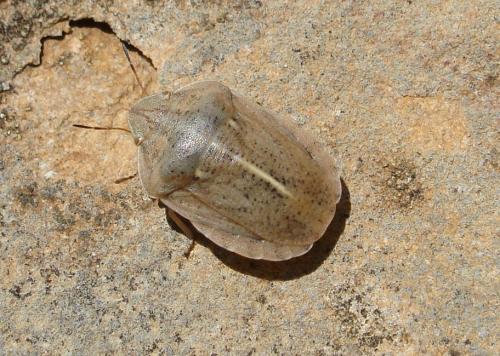 Réf. 96 336 : Eurygaster austriaca