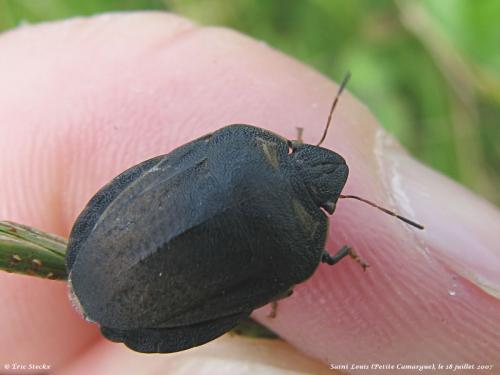 Eurygaster austriaca