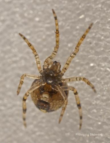 Theridion sp.
