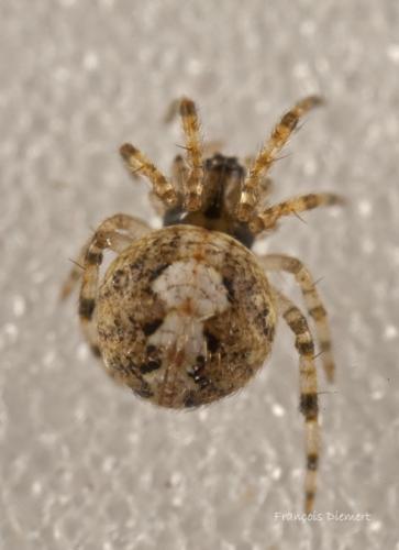 Theridion sp.