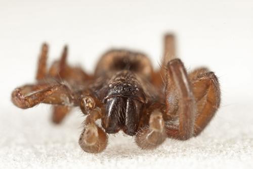 Haplodrassus sp.