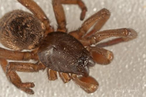 Réf. 96 167 : Haplodrassus sp.