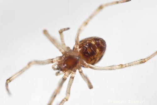 Réf. 96 347 : Steatoda triangulosa