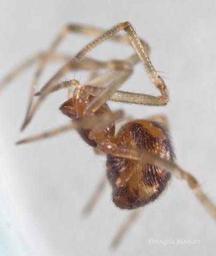 Réf. 96 348 : Steatoda triangulosa