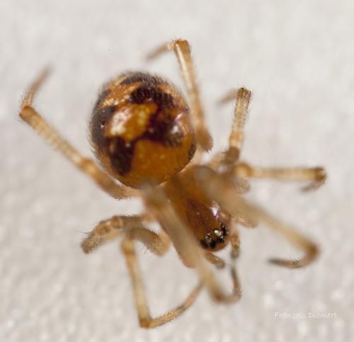 Steatoda triangulosa