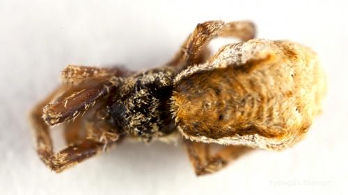 Réf. 96 386 : Hyptiotes sp.