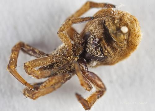 Hyptiotes sp.