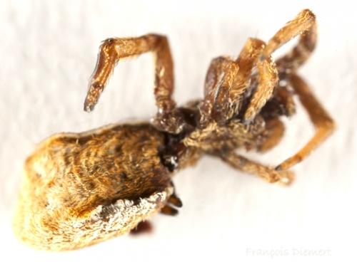 Hyptiotes sp.