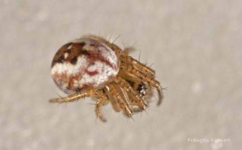 Mangora acalypha