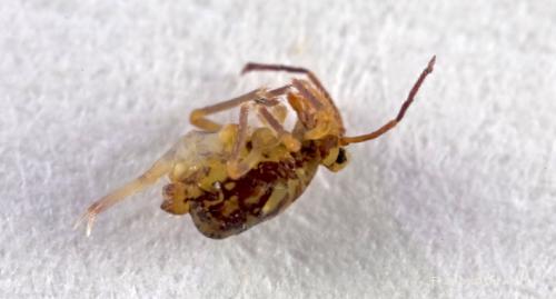 Dicyrtomina sp.