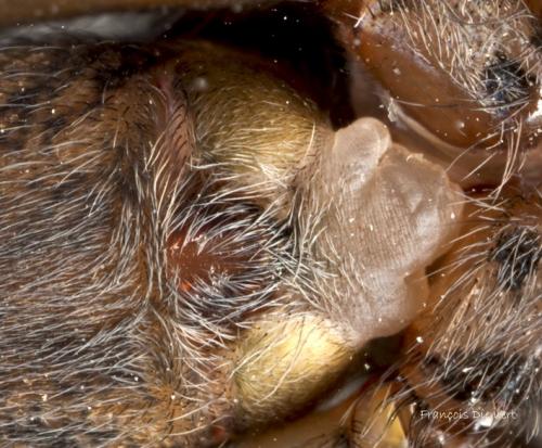 Tegenaria sp.