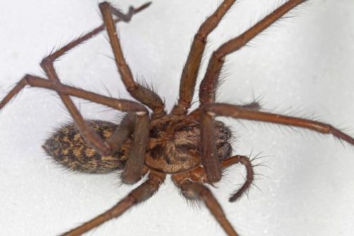 Tegenaria sp.
