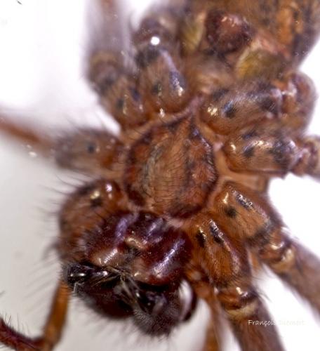 Tegenaria sp.