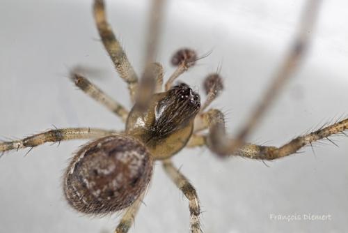 Zygiella x-notata