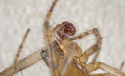 Zygiella x-notata