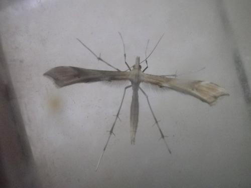 Gillmeria ochrodactyla