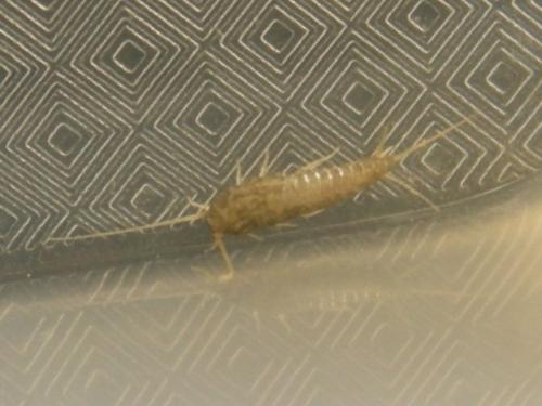 Lepisma saccharina