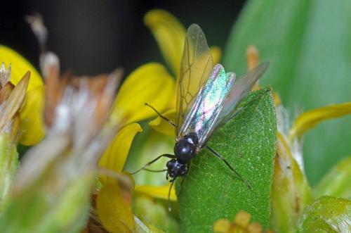 Formica sp.