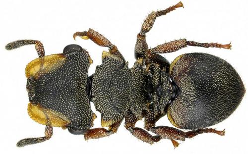 Réf. 96 073 : Cephalotes cordatus