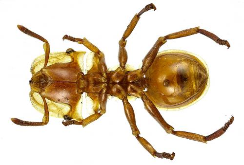 Cephalotes clypeatus