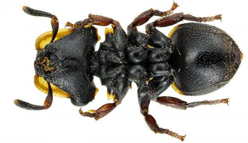 Réf. 96 074 : Cephalotes cordatus