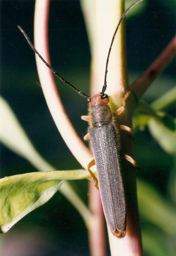 Oberea euphorbiae