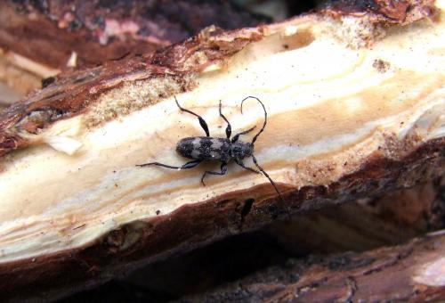 Semanotus undatus