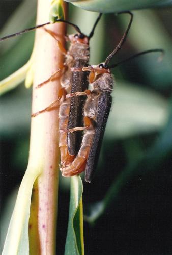 Réf. 96 420 : Oberea euphorbiae