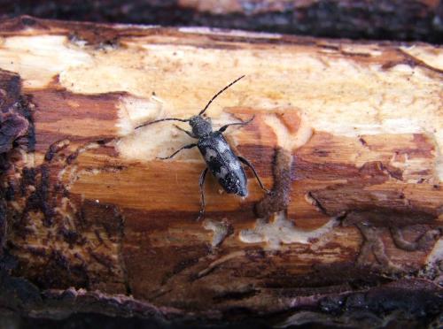 Semanotus undatus
