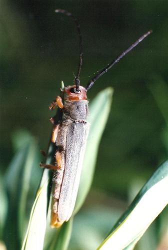 Oberea euphorbiae