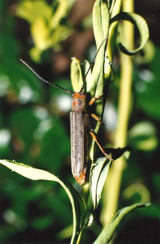 Oberea euphorbiae