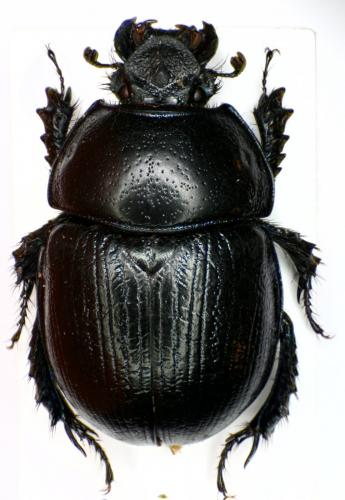 Anoplotrupes stercorosus
