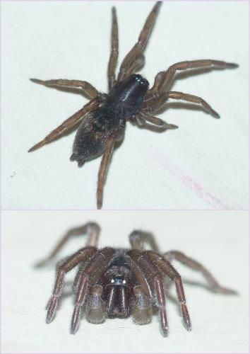 Réf. 96 287 : Haplodrassus sp.