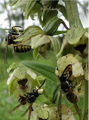 Vespula vulgaris