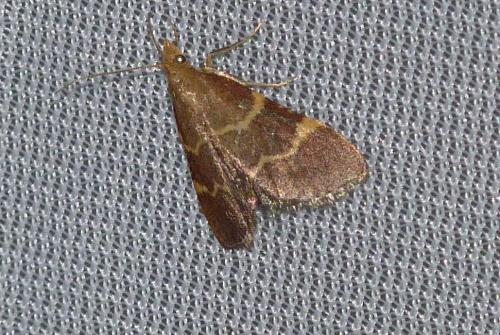 Réf. 96 333 : Hypsopygia rubidalis