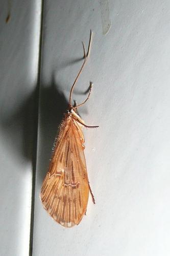 Halesus radiatus