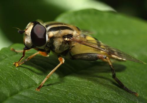 Réf. 96 817 : Helophilus trivittatus