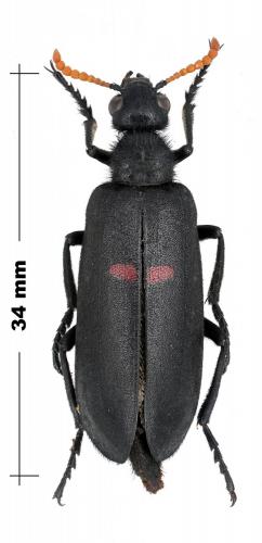 Réf. 96 573 : Hycleus dicinctus