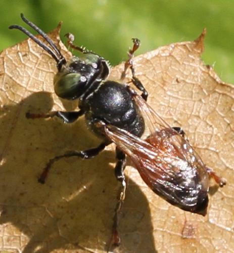 Tachytes panzeri